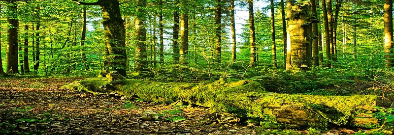 Forestry and Wildlife - Banner 1